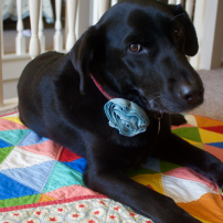 Our sweet black lab Chili modeling the baby quilt.