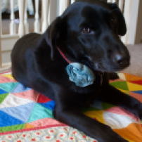 Our sweet black lab Chili modeling the baby quilt.